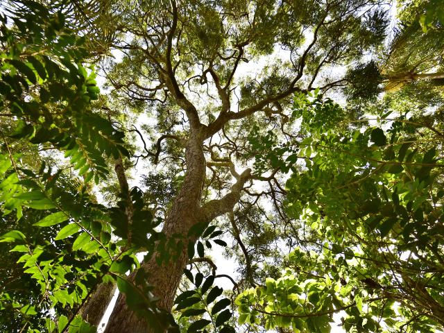 An image taken from the ground looking up at a large tree with lots of branches and green leaves. You can see the sky through the gaps in the leaves.