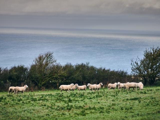 Sheep graze in a field near the coast on Nantclyd farm.