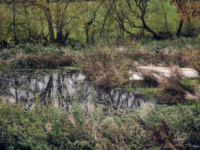 The pond at Nantclyd farm, surrounded by trees and reeds.