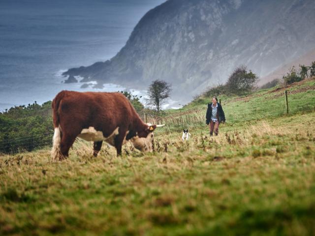 The cattle, at Nantclyd farm, in the field with a backdrop of the sea and Liz in the distance..