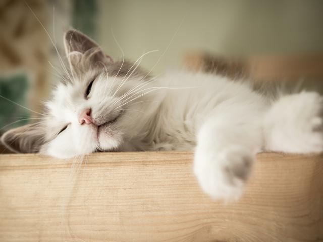 Cat asleep on furniture