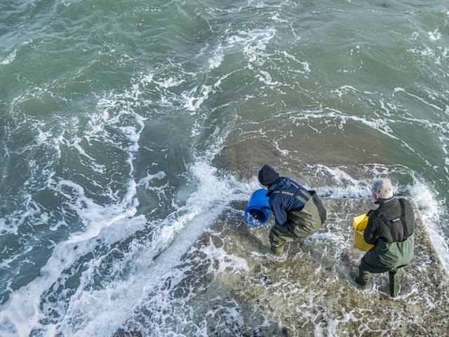 Sky Ocean Rescue, WWF and Swansea University have launched the biggest seagrass restoration project ever undertaken in the UK.