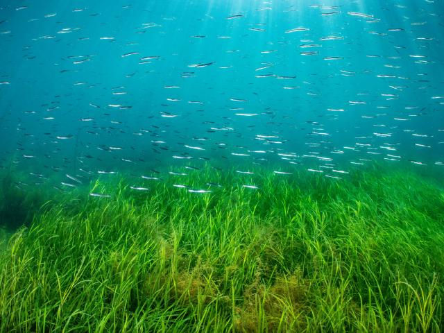 School of lesser sand eels (Ammodytes tobianus) swimming over an eelgrass (Zostera marina) seagrass meadow in shallow water. Swanage, Dorset, UK