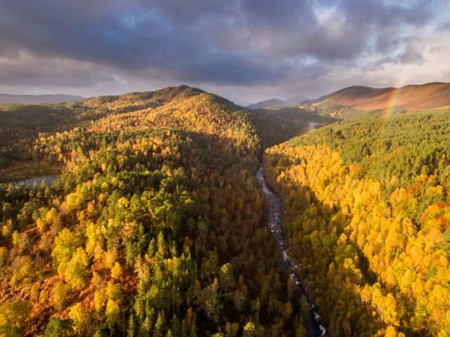 River Affric and autumnal pine and birch woodland, Glen Affric, Highland, Scotland, UK