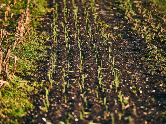 Rows of crops grown on the farm