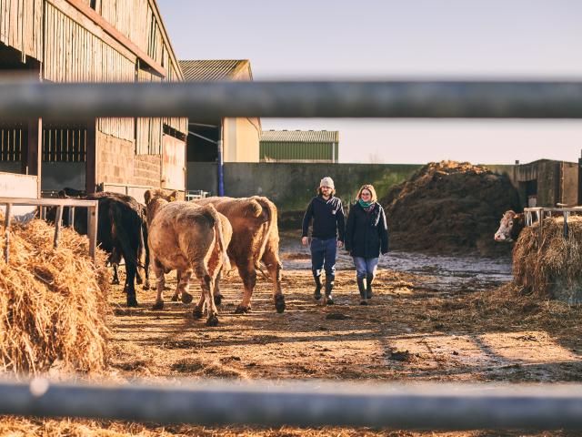 The couple walking out of cow sheds as cows return.