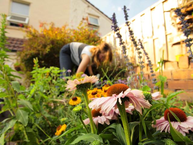 Closeup of echinacea with gardener in the background
