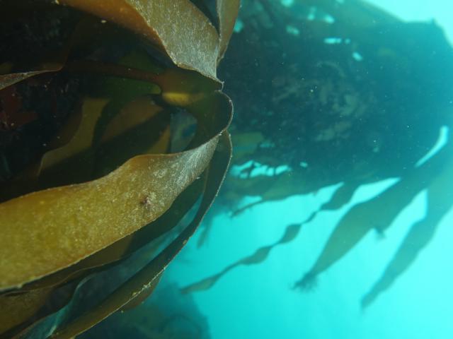 Underwater kelp forest in Welsh seas