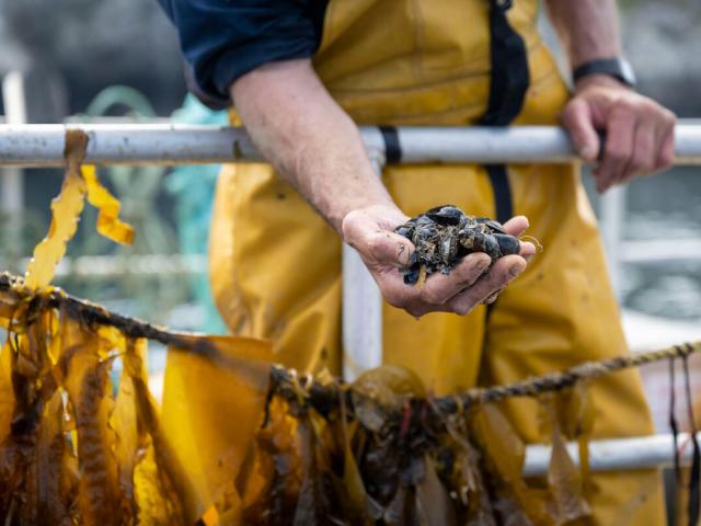 A close up of shellfish held out in the hand of a staff member at Câr-Y-Môr