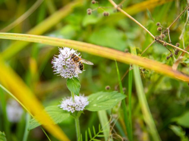 A hoverfly searches for nectar on water mint within Norfolk Rivers Trust's beaver enclosure in Bodham, Norfolk, UK.
