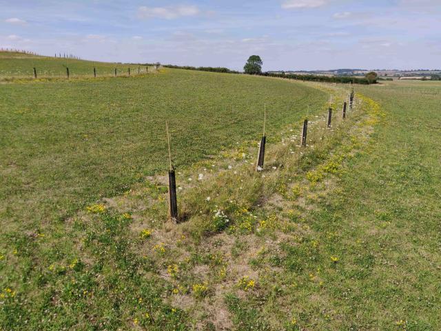 Agroforestry strips funded by Air Wick, Leicestershire