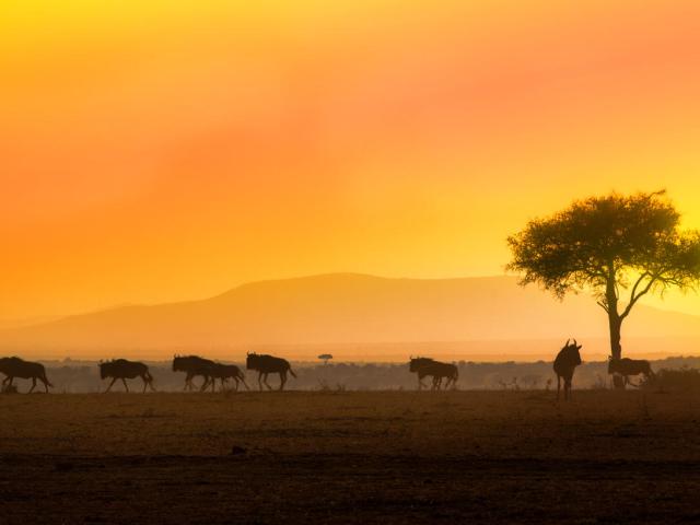 Wildebeests. Maasai Mara National reserve, Kenya.