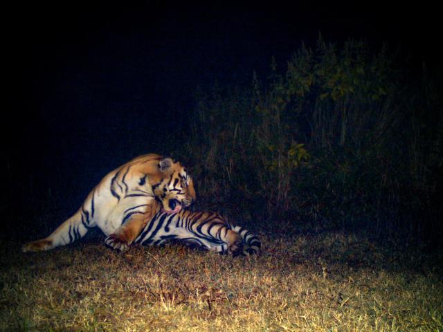 Bengal Tiger cleaning itself in the dark