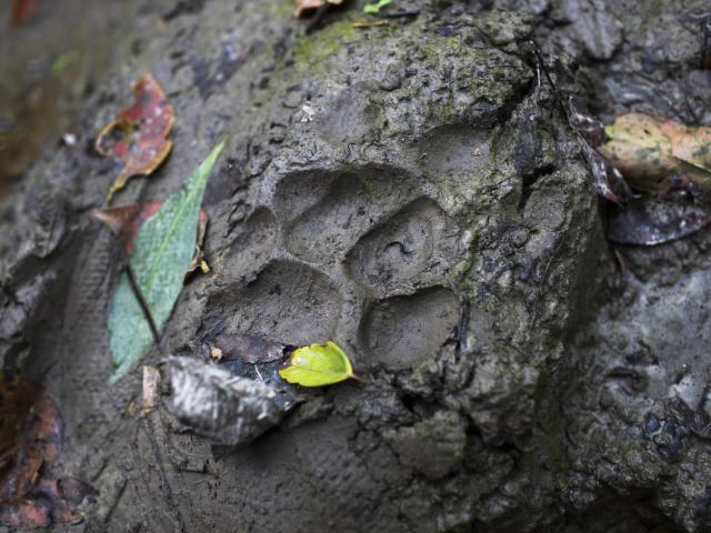 A tiger track in the Khata Corridor, Nepal.