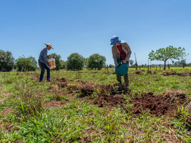 Two people watering the ground and planting baru tree seeds