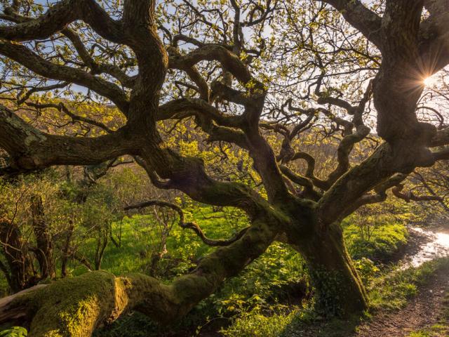 Ancient oak tree Devon UK
