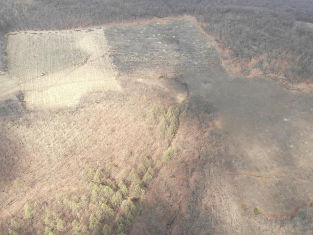 Dongning Forest Restoration