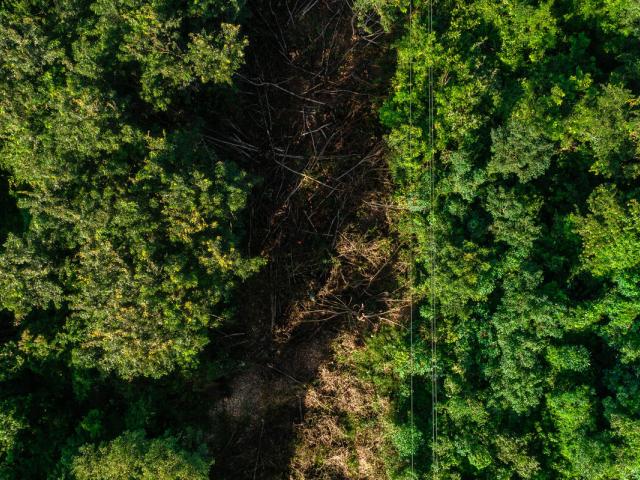 Deforestation remains a threat to Tanzania's coastal forests of Vikindu, Pugu, and Kazimzumbwi