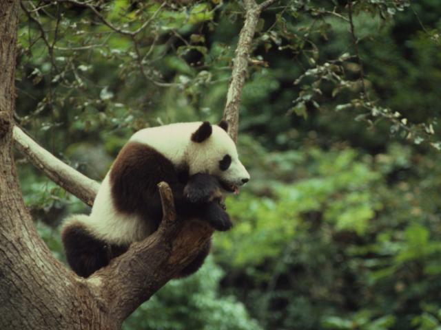 Giant panda climbing a tree