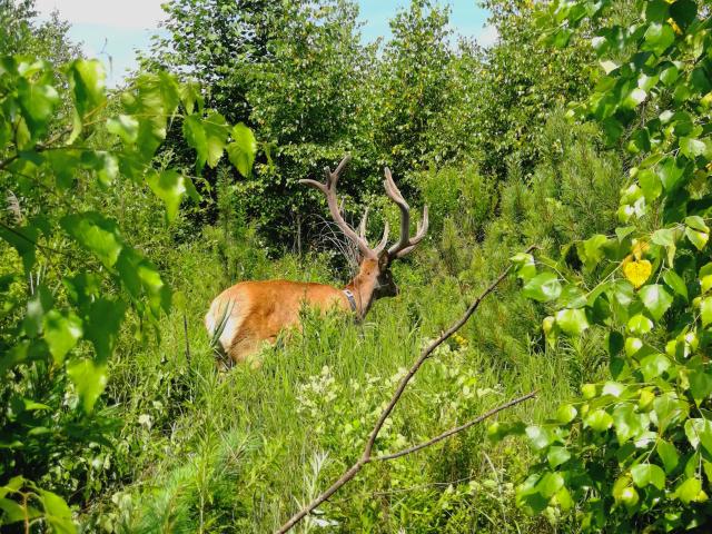 Red deer in thick vegetation