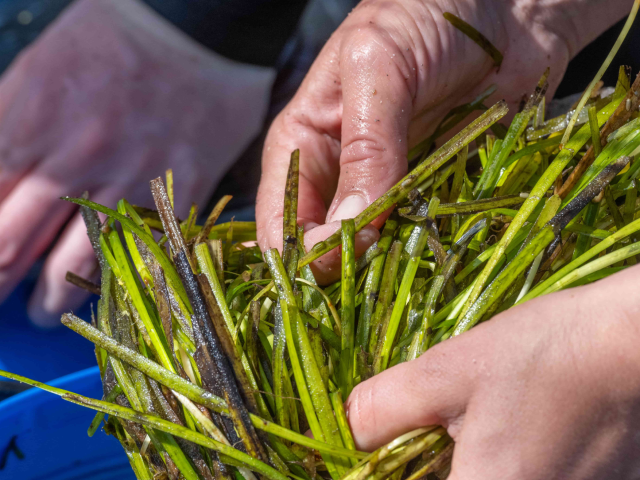 Hands harvesting sea grass seeds.