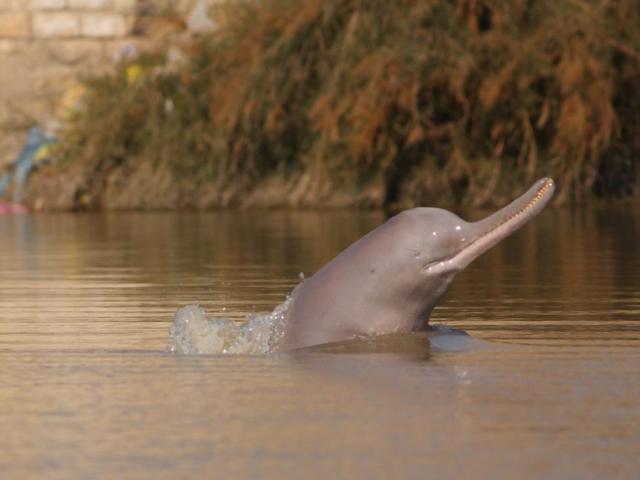 An image of a river dolphin with its head above water