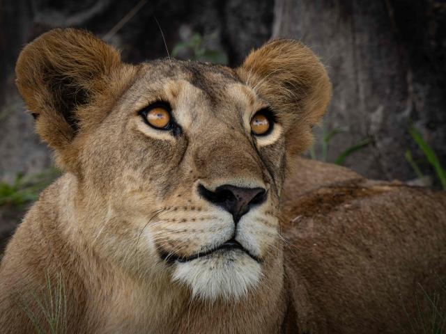 Lioness looking up