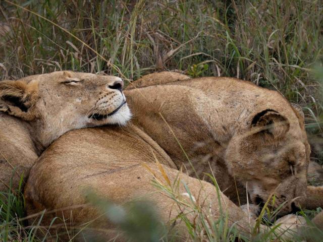 Lioness sleeping