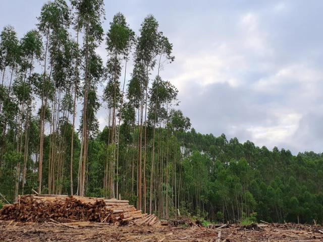 Forest cut down to make way for cattle farming