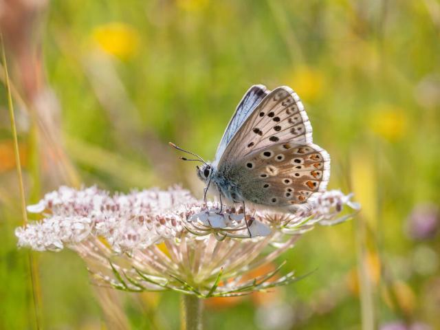 Male, Chalkhill blue butterfly sitting on a Wild Carrot