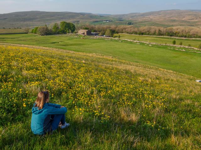 A tourist sitting in a field filled with globeflowers