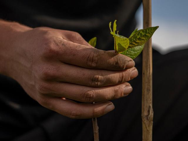 Closeup of Frank Morgan's (Natural England) hand examining leaves on a freshly planted tree on the Wild Ingleborough site.