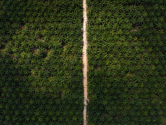 View of the jungle affected by huge Palm oil plantation in Central Kalimantan.