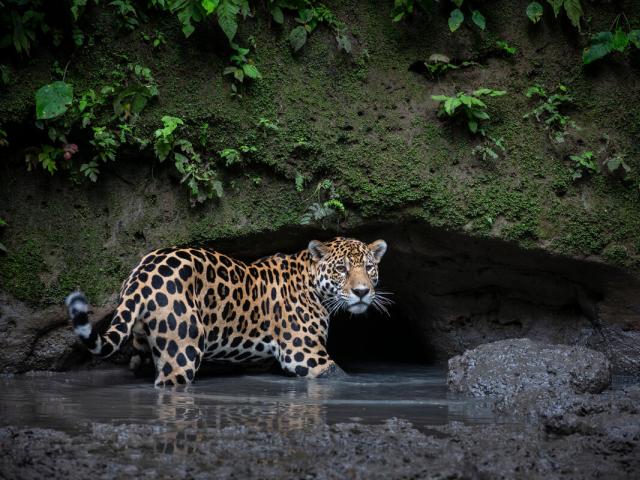Jaguar stood in water