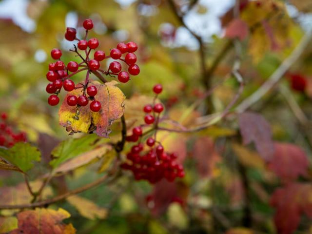 Close up of a tree with red berries