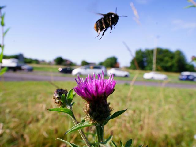 Bumblebee takes off from common knapweed with traffic in background. Troon Way, Leicester, UK.