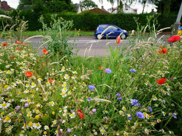 Cars drive past wildflowers, planted as part of Leicester City's 'Bee Roads' project.