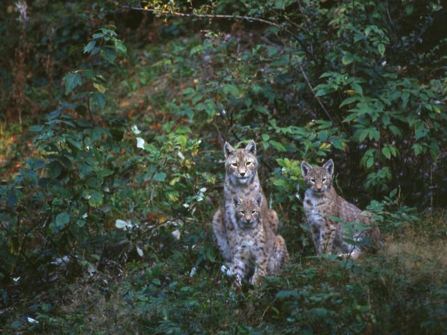 A family of Eurasian lynxes sat amongst shrubs