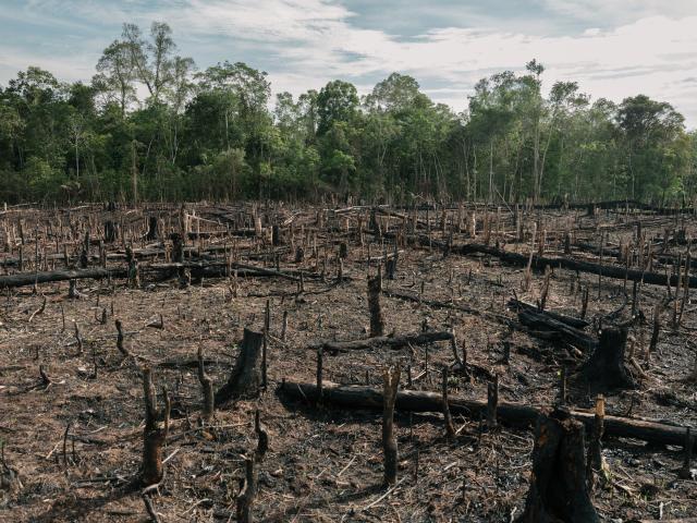 Palm Oil plantation in Central Kalimantan