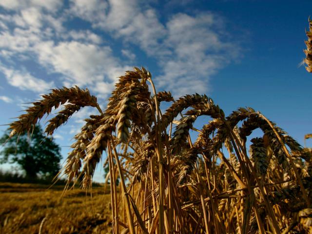 Field of wheat - Norfolk - UK - © Jiri Rezac / WWF-UK.jpg