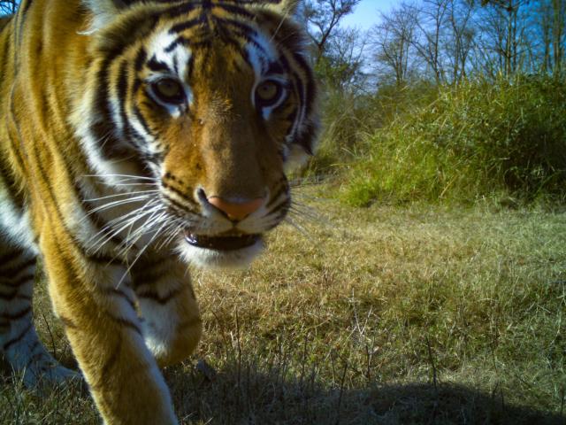  Khata Camera Trap image: close up of a tiger
