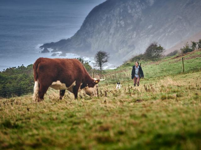 A landscape image of Welsh farmland with a cow in the foreground and a farmer in the background with the backdrop of cliffs and sea.
