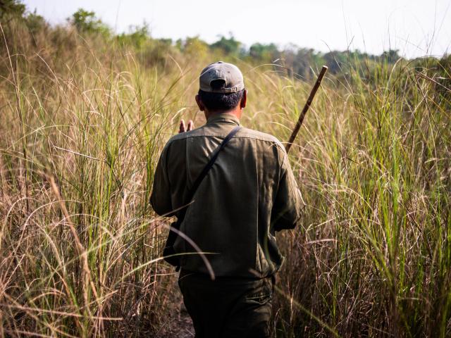 An image of a male ranger walking in long grass
