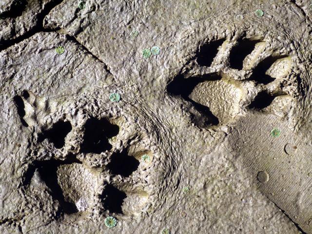 Tiger pugmarks in the mud