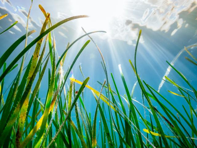 underwater image of a seagrass bed