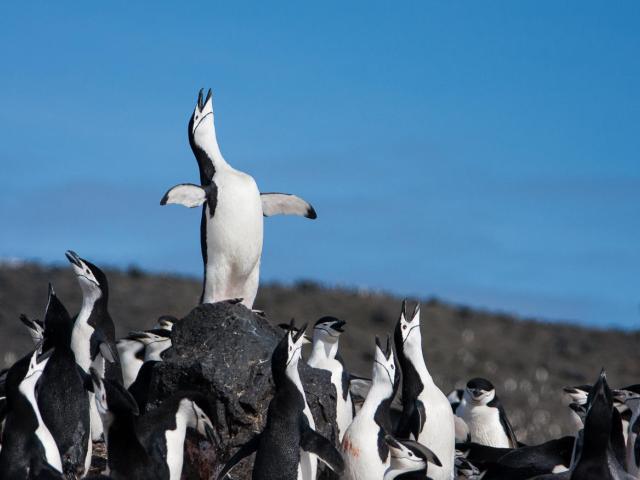 An waddle of chinstrap penguins on Deception Island, Antarctica