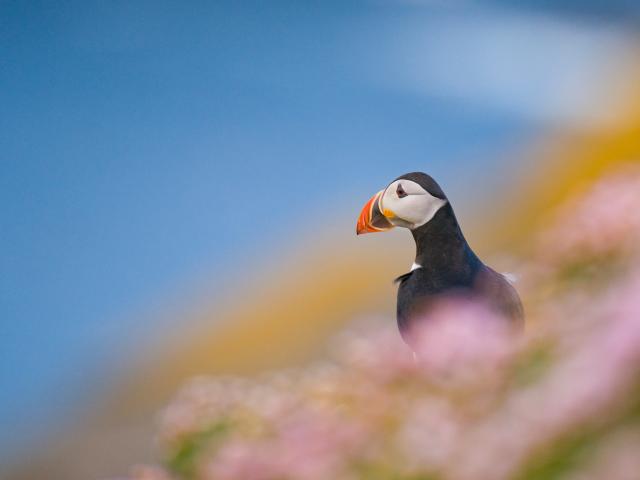 An adult Atlantic puffin (Fratercula arctica) among the rich coastal colours of purple thrift and yellow lichens, Shetland Islands, Scotland, UK
