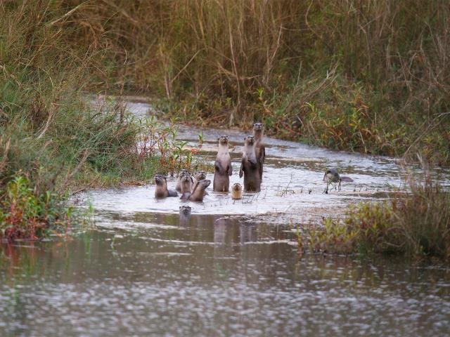 Otter family in Karnali river