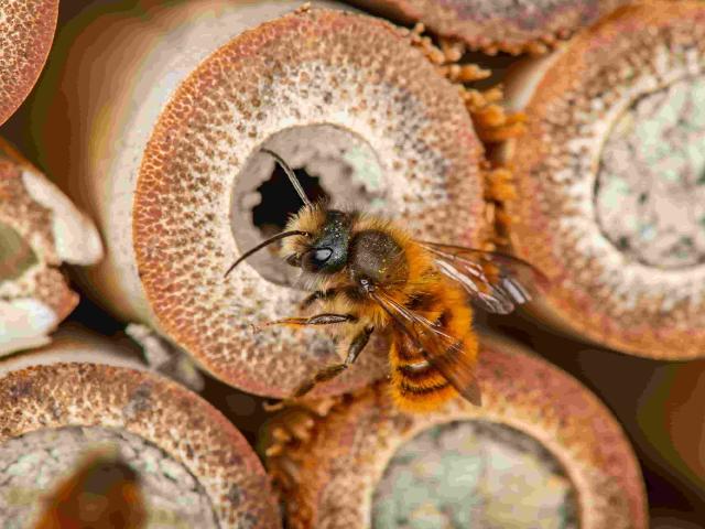 A red mason bee at an insect hotel.