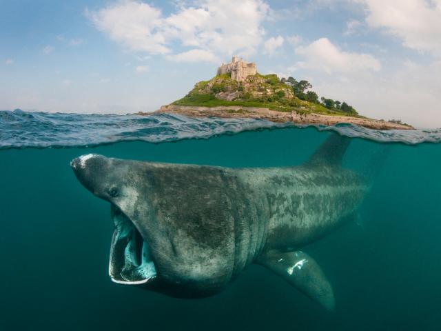 Basking Shark just below the surface of the water with blue sky and a castle in the background